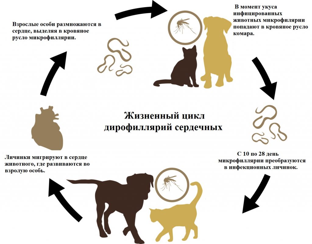 Дирофиляриоз