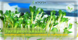 podsolnuh_01