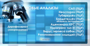 new_bol_vet_ru
