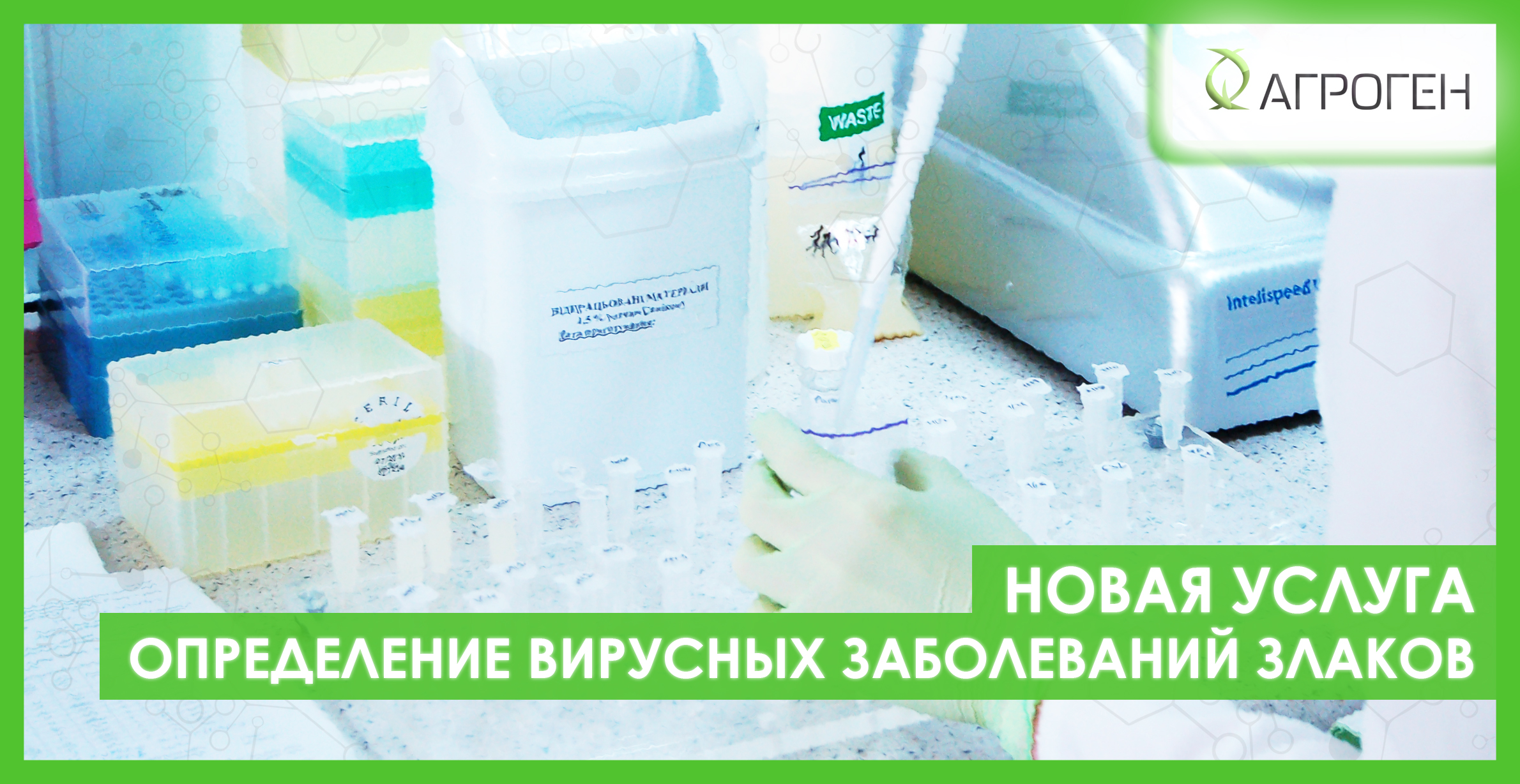 вирусы_пшеницы_ru